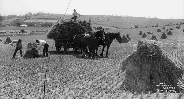 harvesting wheat by hand