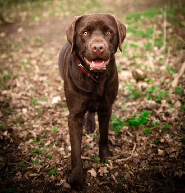 labrador dog tracker