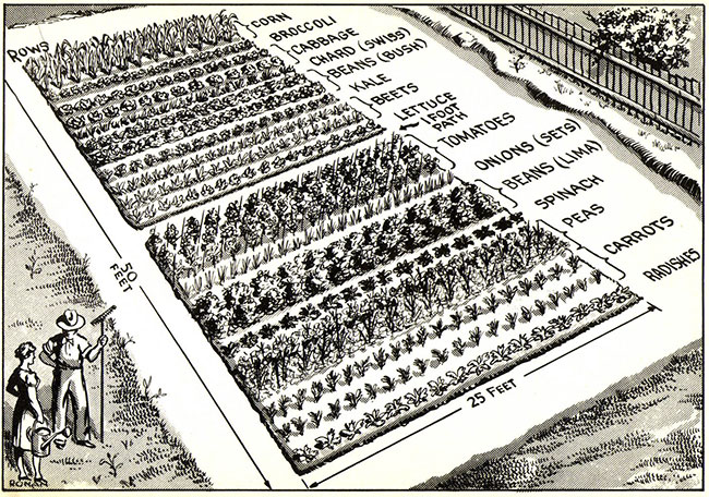 large victory garden size