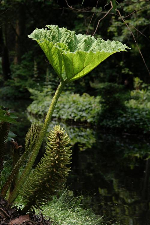 mammutblatt-gunnera