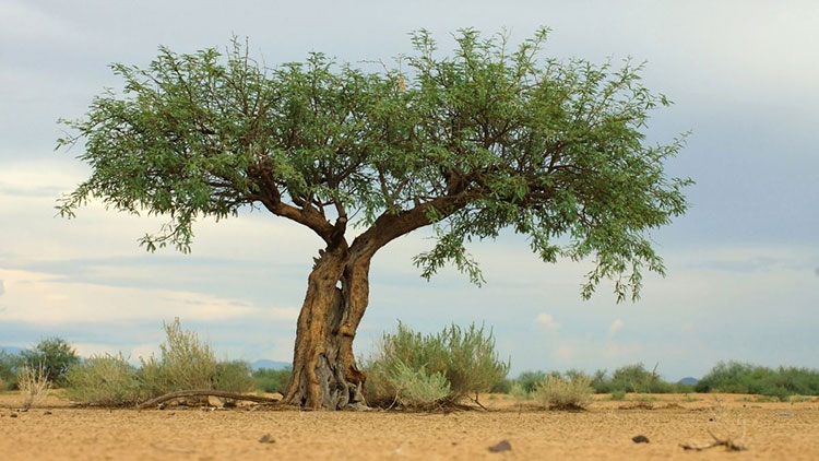 mesquite tree