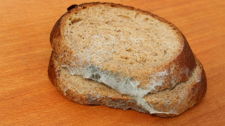 mold on bread