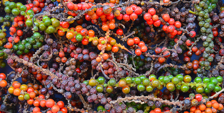 black pepper plant