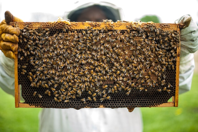 beekeeping