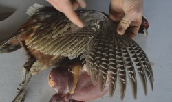 pheasant_feathers_clean