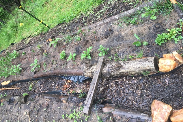 potatoes in garden