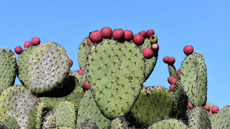 prickly pear cactus