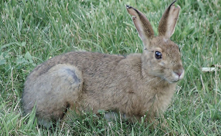 hunting rabbit