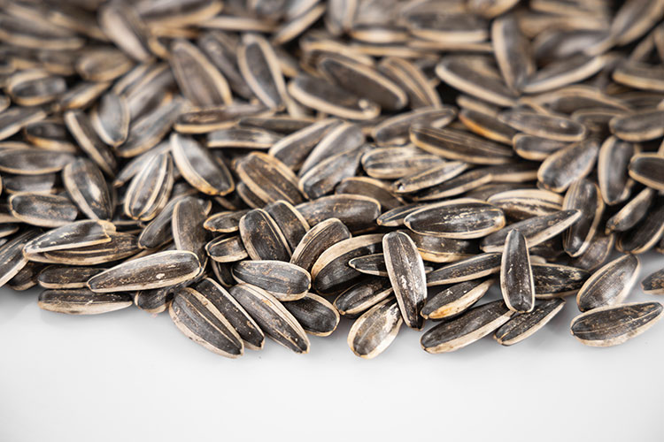 sunflower seed survival uses