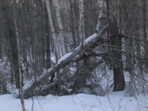 Typical forest in Maine.