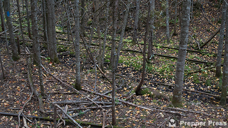 train tracks in woods