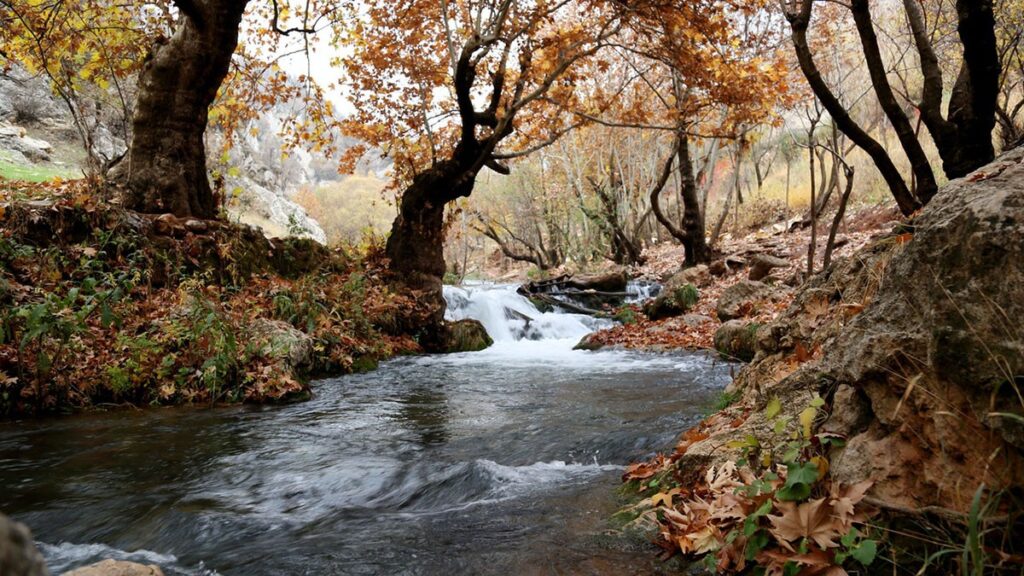 river in forest feature