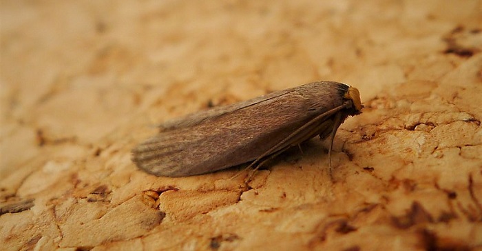 wax moth