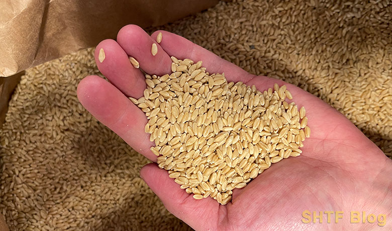 handful of wheat berries