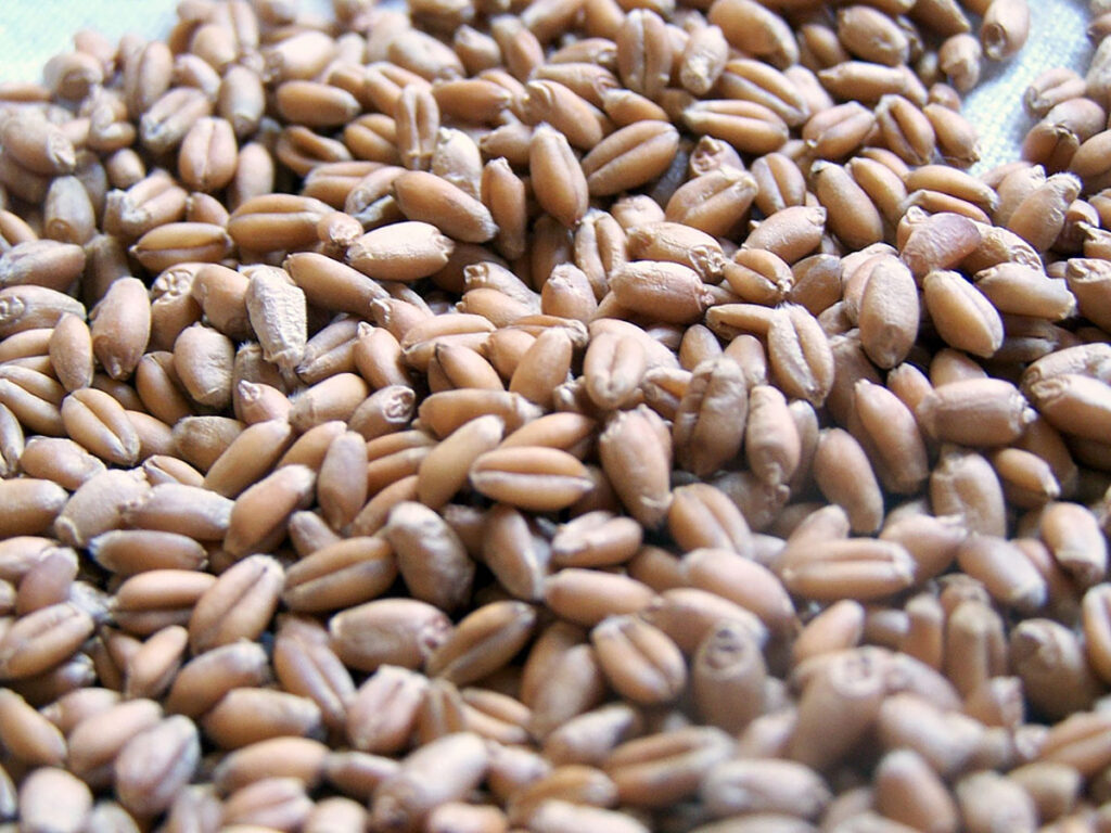 wheat berries