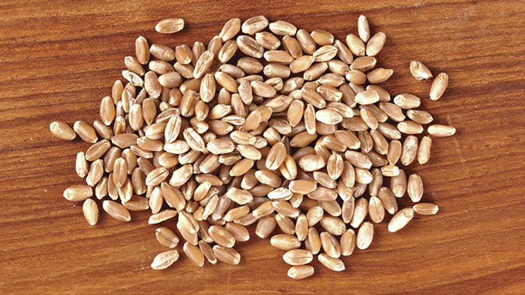 wheat berries