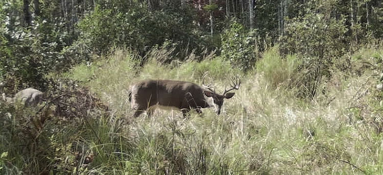 whitetail deer grass